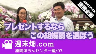 【AGRI PICK 連携企画】プレゼントに最適な胡蝶蘭はどれ？ | 座間洋らんセンター | 専務オススメ　シチュエーション別プレゼント用胡蝶蘭の選び方