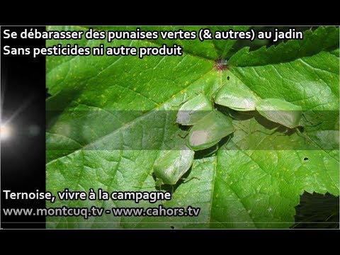 Vidéo: La Punaise Est Une Tortue Nuisible (20 Photos) : Mesures Pour Lutter Contre La Punaise-tortues Sur Les Tomates Et Dans Le Blé. Que Mange L'insecte ? Son Développement