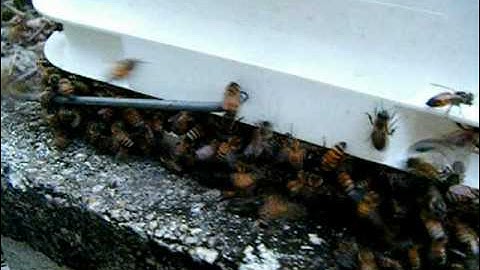 Community Honeybee Feeding using two types of sugar syrup feeders