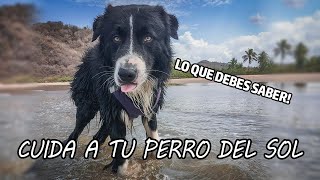 8 CONSEJOS Para PROTEGER A Tu Perro Del Sol en VERANO | Dog Tips by BC Kenai 183 views 2 years ago 4 minutes, 50 seconds