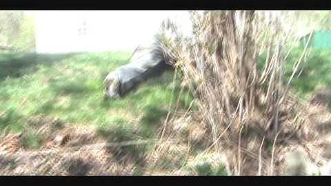 Projectile Motion 2010- Honors Physics