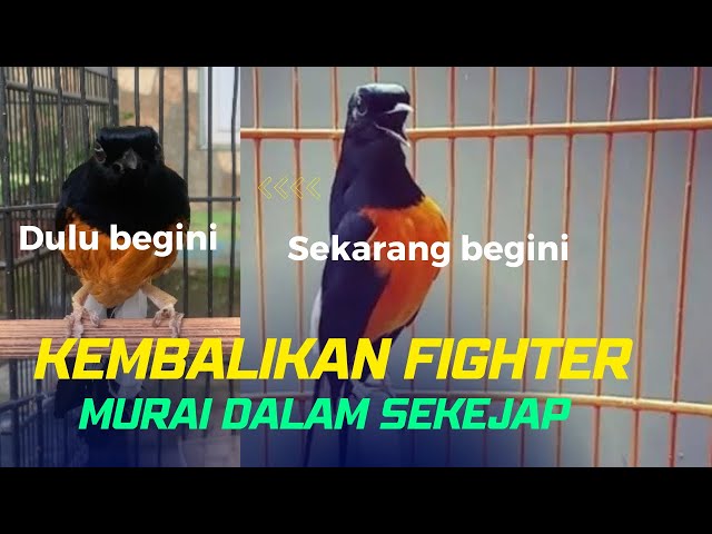 Cara Paling Ampuh Kembalikan Fighter Murai Batu Yang Hilang class=