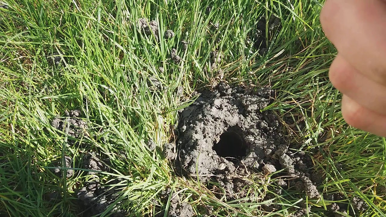 Incercare de a scapa de cartite cu fumingena, nu a mers!