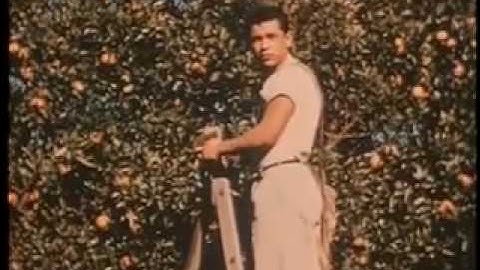 Forest Swords - Miarches (Official Video)