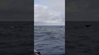 Sperm whale tail #terradopico #whalewatching #saomiguel #azores