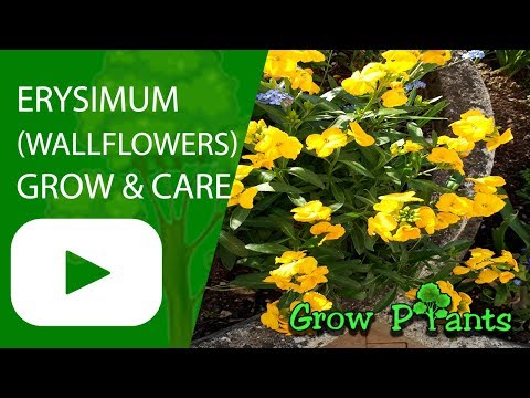 Erysimum (Wallflowers) - grow & care