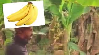عاجل    ف لاح مغ ربي ين هار بع د تد او ل خ بر م رض الم وز المغ ربي  سمعها