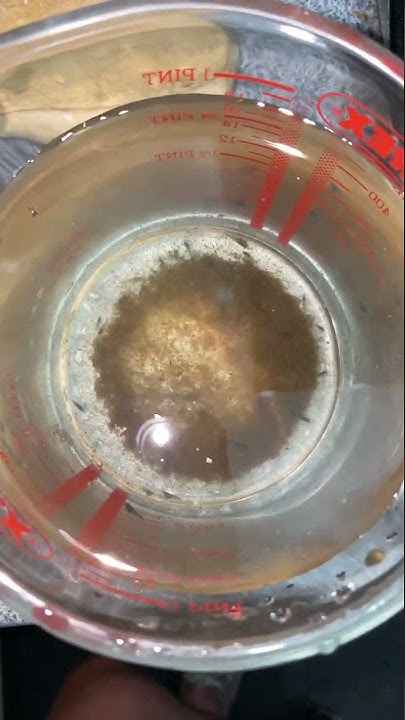 how-many-shrimp-can-you-count-youtube