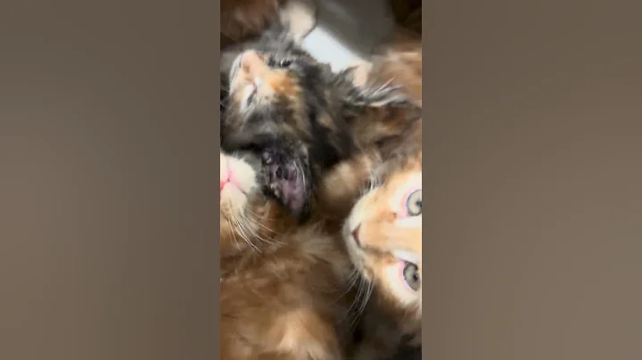 Video 11843751: coon kitten mainecoon