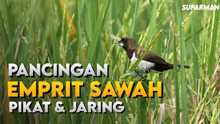 SUARA PIKAT EMPRIT SAWAH AMPUH - PANCINGAN EMPRIT SAWAH UNTUK JARINGAN