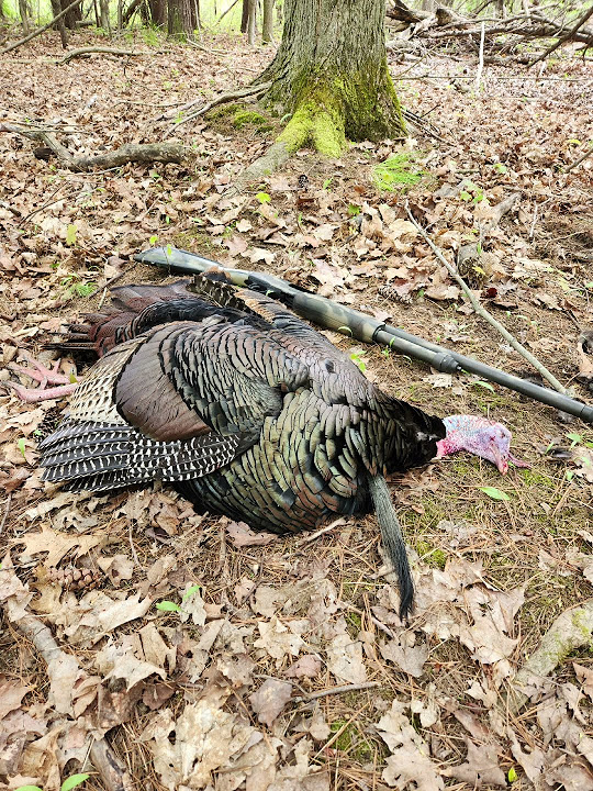 New York Turkey Hunting 2024 YouTube
