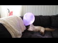 Balinese cat plays with ballon. の動画、YouTube動画。