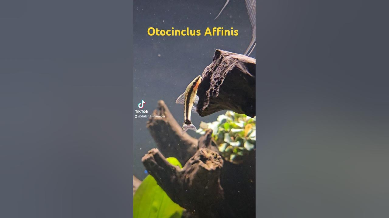 Otocinclus Affinis, also known as Macrotocinclus Affinis. They love to