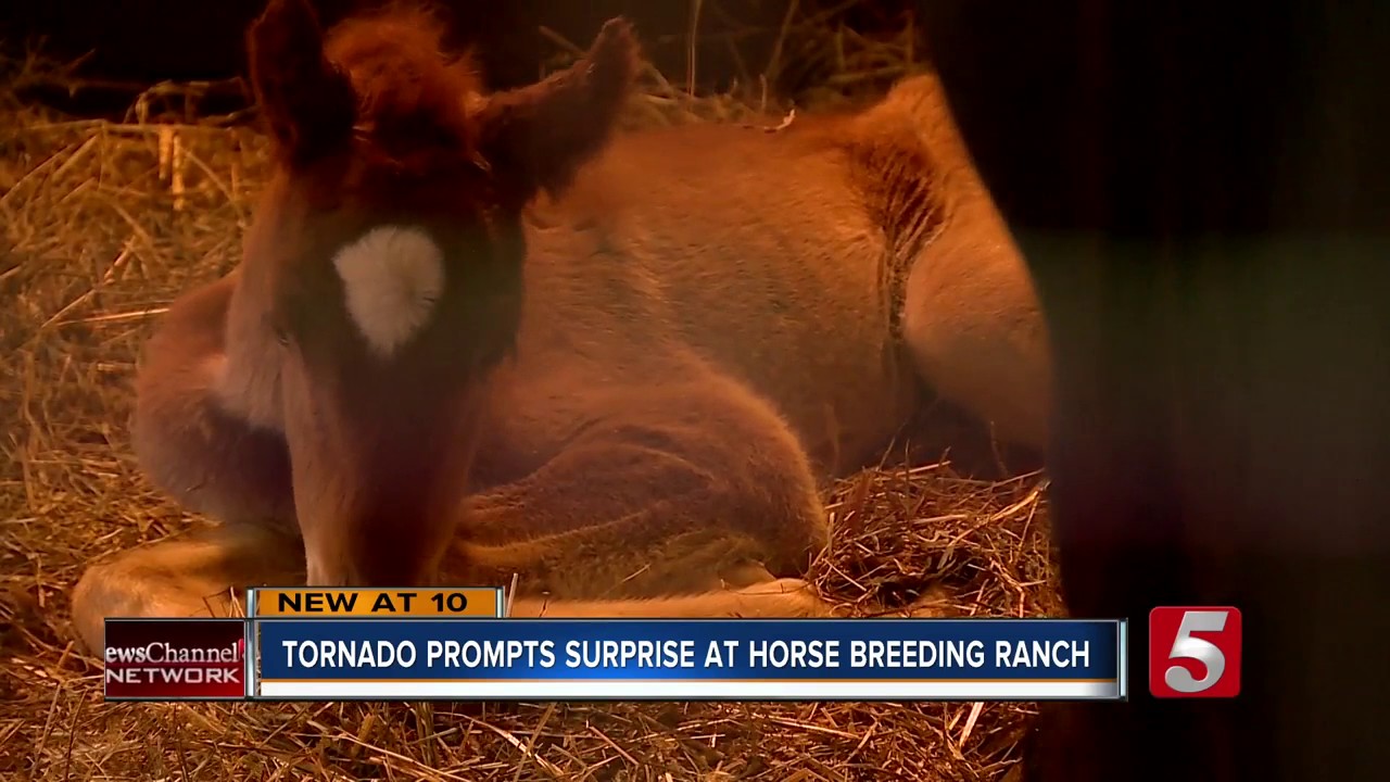 Horse Born Following Tornado Touchdown In Bedford County YouTube