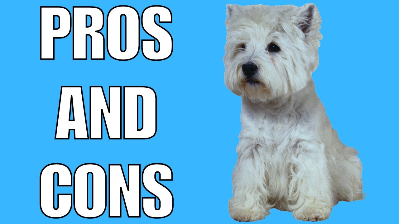 white west highland terrier