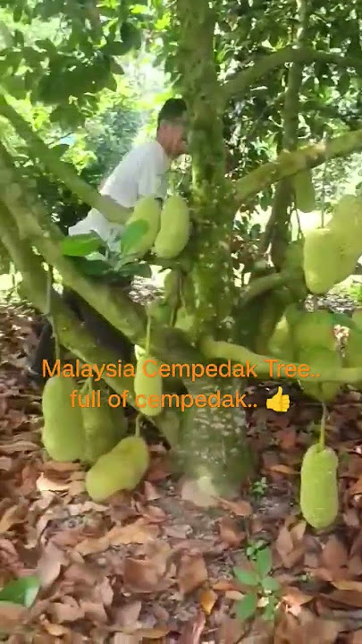 1st time see Cempedak tree... haha.. #cempedak #cempakaputihmengaji #cempedakgoreng