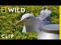 Trapping herring gulls at the Javits Center | Extraordinary Birder with Christian Cooper