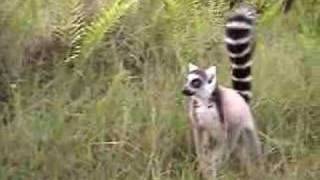 Fun with Lemurs in Madagascar