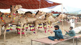 Camel Mandi Pakistan Latest Video Price Update || Bakra Eid 2021 || PkUpdate