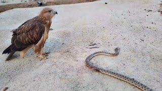 Two hungry eagles are feeding on a snake and a mouse Amazing moment of eagle hunting🦅