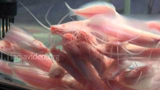 Albino Catfish Walking Catfish Aquarium Fish Youtube