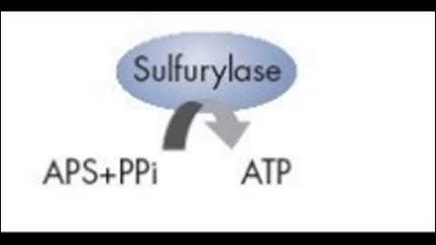Pyrosequencing