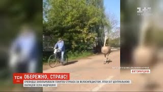 У Житомирській області очевидці зафільмували, як страус біг за велосипедистом