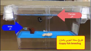 Guppy fish breeding .. تفريخ سمكة الجوبي بالمنزل .. ولادة سمكة الجوبي على المباشر