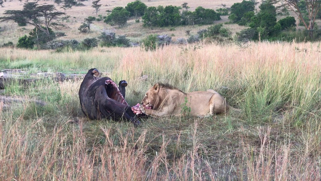 THE LION KILL Male lion feeding from Cape buffalo carcase