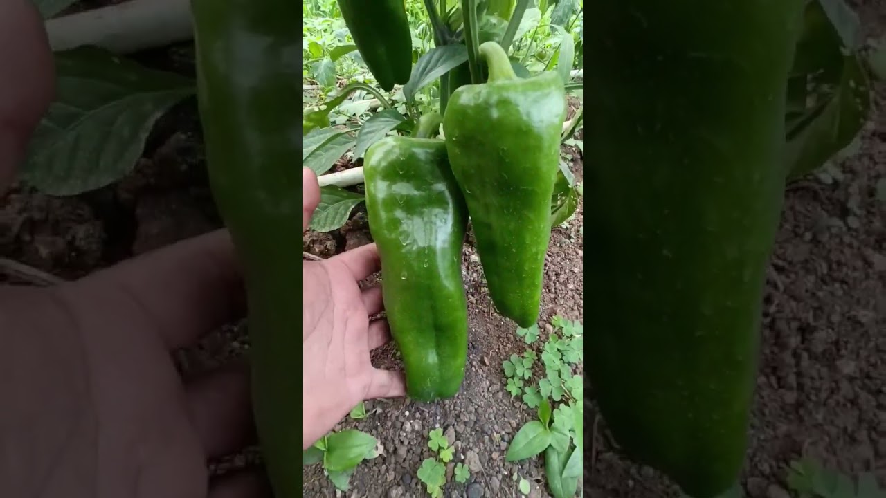 Planta de chile Dulce de frutos super grandes