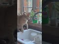 Thirsty Cat