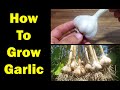 How to grow garlic  the definitive guide for beginners