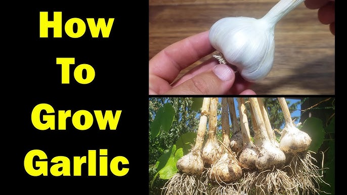 How to Use Green Garlic 