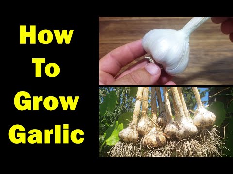 Video: How To Grow Garlic From Bulbs. How To Keep Your Garlic Crop