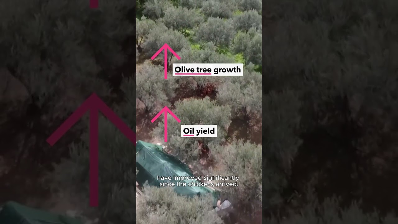 This award-winning olive oil has a secret weapon...chickens!