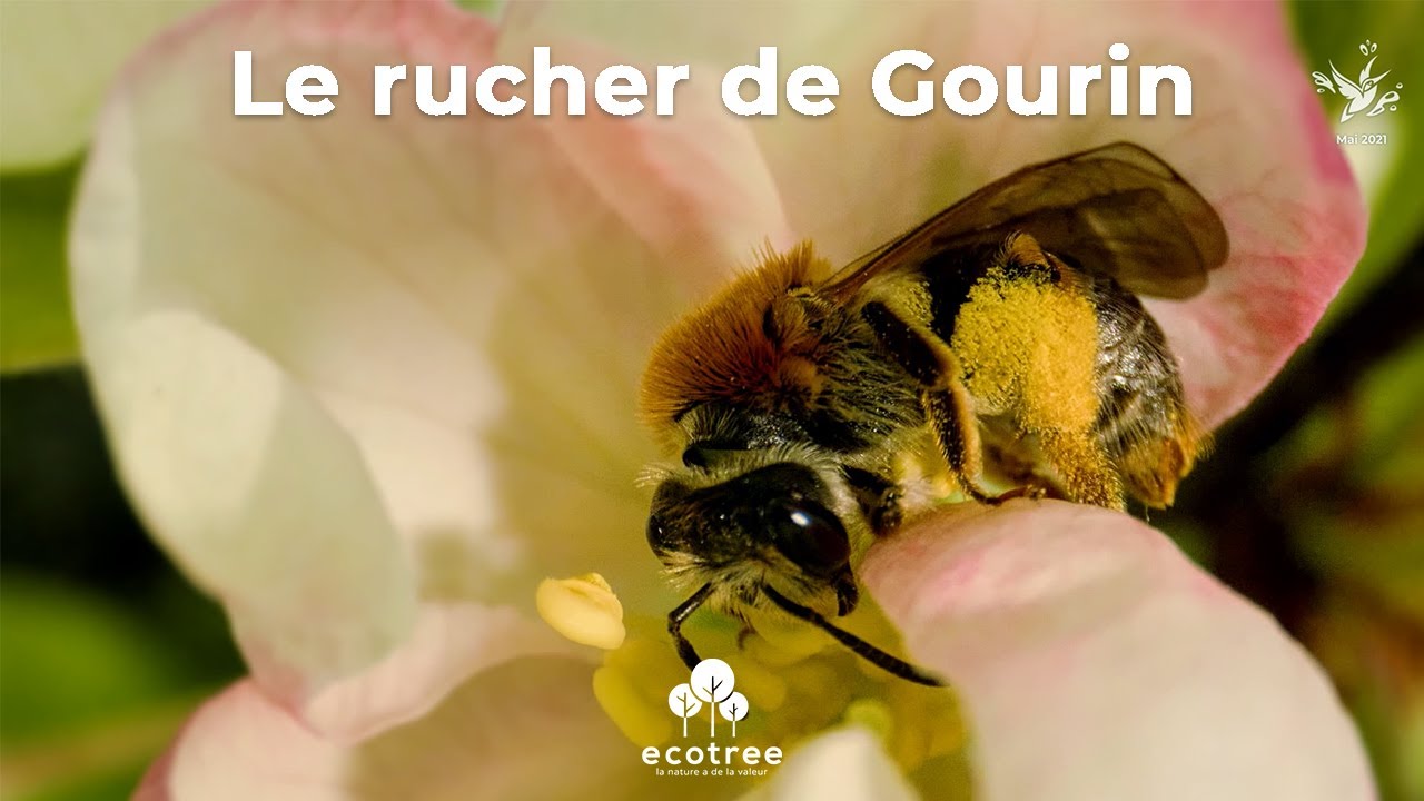 Découvrez le travail des abeilles dans la ruche EcoTree YouTube — free download