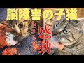 【保護猫 子猫】脳障害の子猫 一生懸命生きる姿に感動しかない!