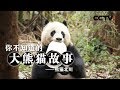 《你不知道的大熊猫故事》熊猫北川 | CCTV纪录