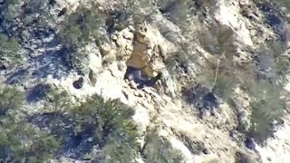 29/10/22 Калифорнийский Кондор попытаться первый полет 🦅🏜  California Condor Attempts First Flight