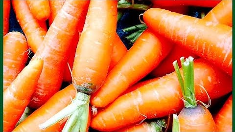 P 2.   LÀM CÁCH NÀO ĐỂ CÂY CÀ RỐT CHO NĂNG SUẤT CAO. HOW TO GROW CARROOT PLANTS FOR HIGH Yield