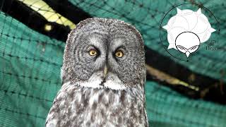 Owl head rotation (Great Gray Owl) by AlaskaRaptorCenter 891 views 2 years ago 1 minute, 1 second