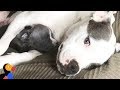 Scared Pregnant Pit Bull Learns to Trust Through Cuddles | The Dodo