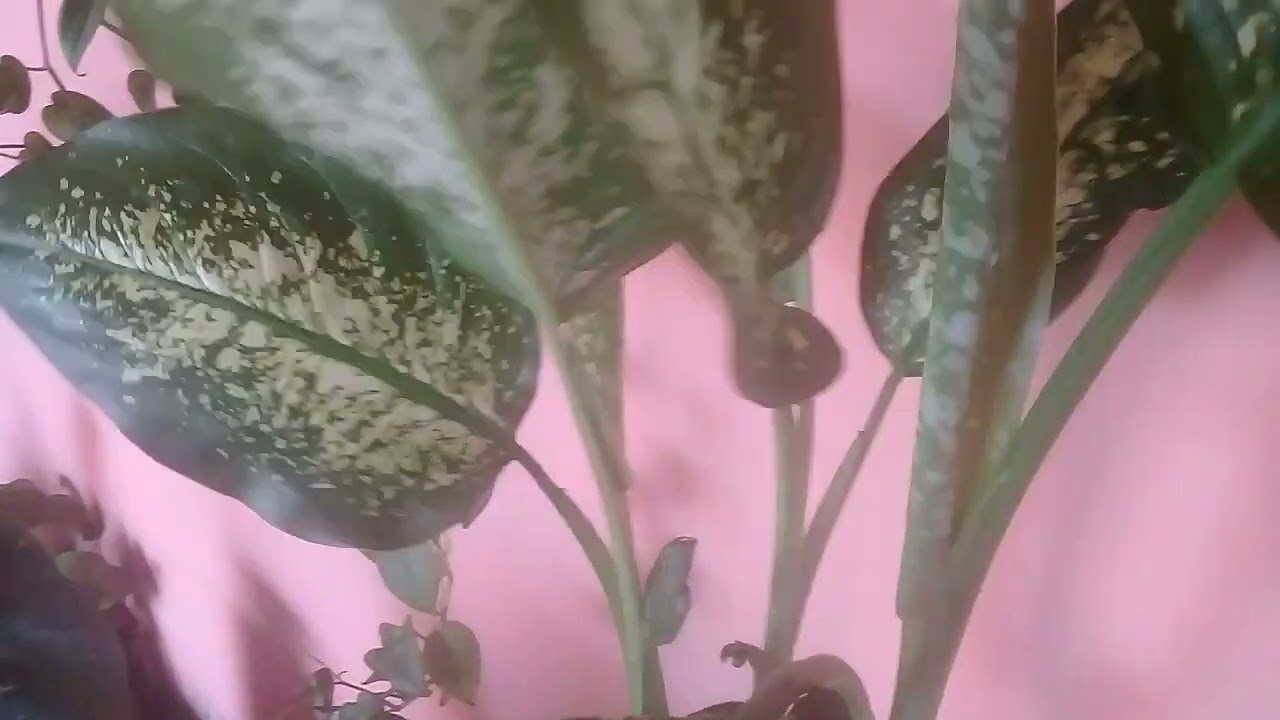 Oque fazer quando as folhas do comigo ninguém pode brotar queimadas