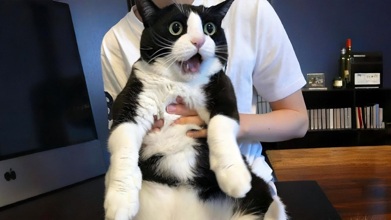 You Laugh, You Lose! 🤣 Funny Cat Videos 2026 😹 Part 100