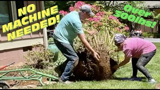 MOVING A MONSTER! Transplanting a massive AZALEA shrub! Over 300 pound rootball!