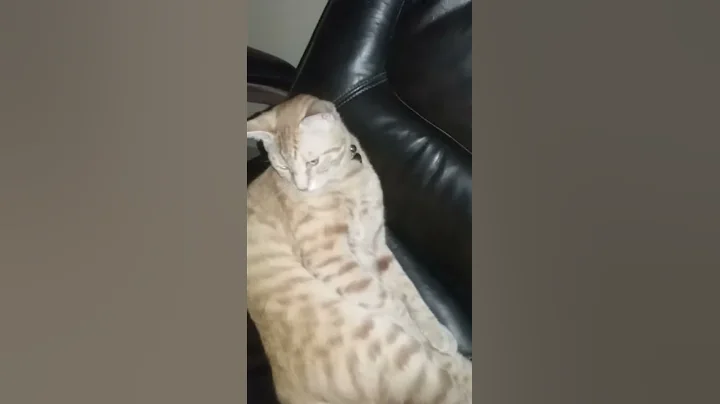 Lazy Larry