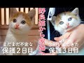 【野良猫から家猫へ】保護子猫と先住犬の出会い 保護2日目と3日目の記録