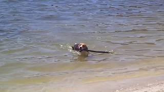 Boris The Beagle Water Skills by Boris The Beagle 40,226 views 9 years ago 46 seconds