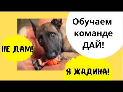 Собака жадина || Собака не отдает игрушку