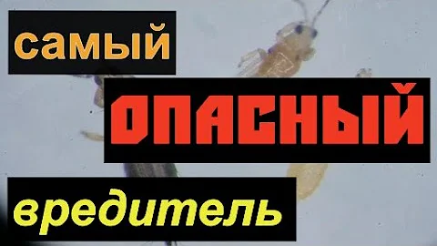 Западный цветочный трипс. Методы борьбы.